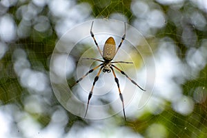 Golden Silk Orb-weaver spider Nephila clavipes in web - Long Key Natural Area, Davie, Florida, USA