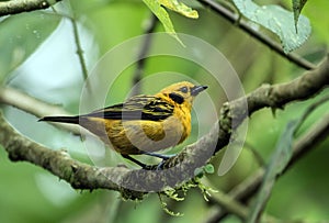 Closeup of Golden Tanager, Tangara arthus,Ecuador