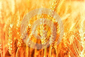 Closeup of golden wheat