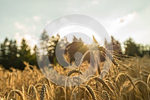 Closeup of golden wheat ear standing out of ripening wheat field