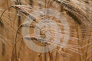 Closeup of golden wheat ears