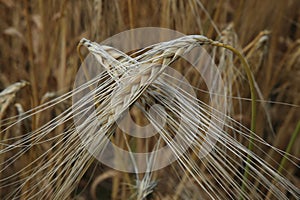 Closeup of golden wheat ears