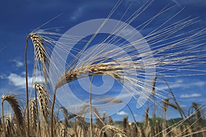 Closeup of golden wheat ears