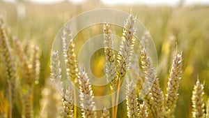 Closeup of golden wheat ears in the field