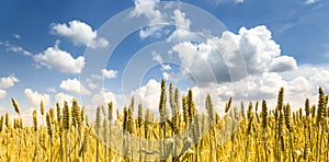 Closeup of golden wheat ears in field in summer season. Countryside farmland crop harvest. Beautiful rural scenic landscape art