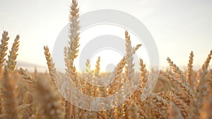Closeup, golden wheat ears in ripe wheat field in sunlight at sunset, backlight