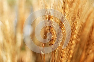 Closeup on golden wheat field or barley farming