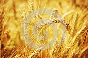 Detailní na zlatý pšenice 