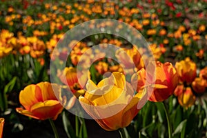 Closeup of golden yellow tulips on a green background