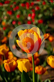 Closeup of golden yellow tulips on a green background