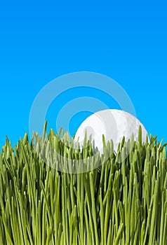 CloseUp Of Golf Ball On Grass