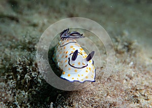 Closeup of a Goniobranchus annulatus sea slug swimming under the water at Gador Nature reserve