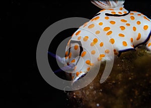 Closeup of a Goniobranchus annulatus sea slug swimming under the water at Gador Nature reserve