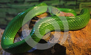 Closeup of Gonyosoma oxycephalum, known commonly as the arboreal ratsnake.