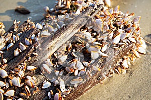 Closeup of goose barnacle on a timber.