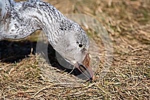 A closeup of a goose feeding in a field