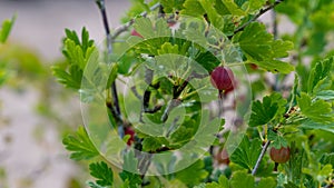 Closeup of a gooseberry bush in a field under the sunlight with a blurry background