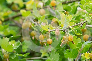 Gooseberry, Ribes uva-crispa bush with berries photo