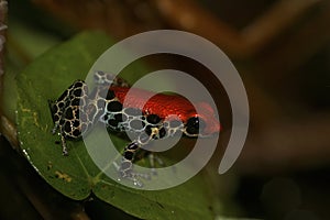 Closeup on the gorgeous arboreal red-backed poison frog, Ranitomeya reticulata