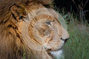 Closeup of a gorgeous Asiatic lion
