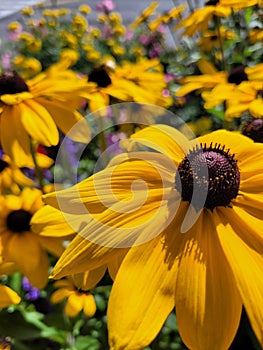 Closeup of gorgeous black-eyed Susan flowers with vibrant yellow petals in a sunny field