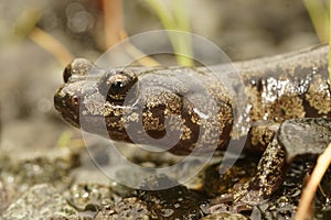 Closeup on a gorgeous colored adult Clouded salamander, Aneides ferreus in northern California