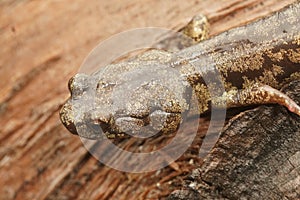 Closeup on a gorgeous colored adult Clouded salamander, Aneides ferreus in northern California