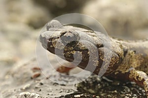 Closeup on a gorgeous colored adult Clouded salamander, Aneides ferreus in northern California