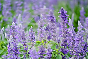 Closeup of Gorgeous Lavender Flowers Blooming in the Field