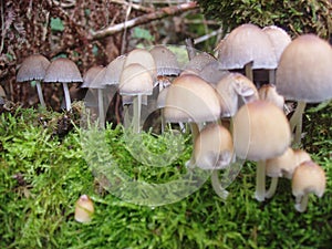 Closeup of gorgeous mushrooms