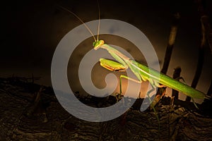 Closeup of Gorgeous Praying Mantis Looking At Camera