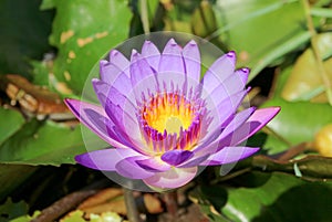 Closeup of a Gorgeous Tropical Purple Water Lily Blooming in the Sunlight