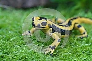 Closeup on a gorgeous yellow male Iberian fire salamander, Salamandra salamandra bernardezi photo