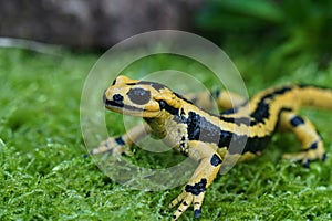 Closeup on a gorgeous yellow male Iberian fire salamander, Salamandra  bernardezi photo