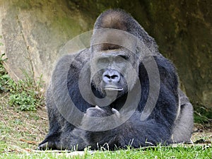 Closeup of gorilla lying on grass