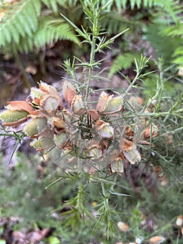 Closeup of a gorse seedpods
