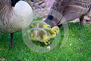 Closeup of goslings eating bread that people feed it