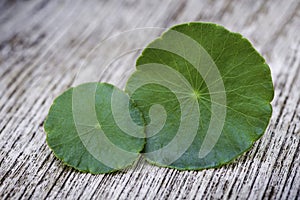 Closeup Gotu Kola leaves  Asiatic pennywort, Indian pennywort, Centella asiatica