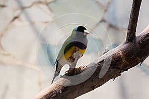 closeup of a gouldian finch looking at the camera