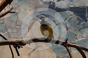 closeup of a gouldian finch looking at the camera