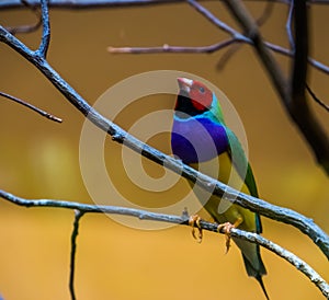 Closeup of a gouldian finch sitting in a tree, colorful tropical bird specie from Australia