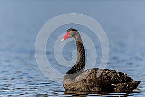 Closeup of a graceful black swan, Cygnus atratus swimming on a lake