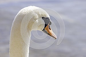 Closeup of graceful swan head, details in eye, face and soft feathers, nature, tranquility and elegance concepts