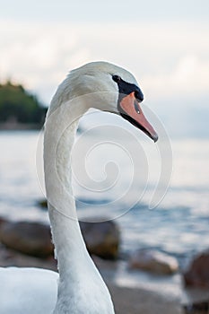 Closeup of a graceful white mute swan.
