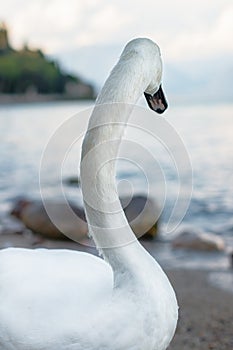 Closeup of a graceful white mute swan. Back view.