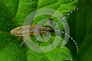 Closeup on the gracious golden blommed longhorn beetle, Agapanthia villosoviridescens sitting on a leaf