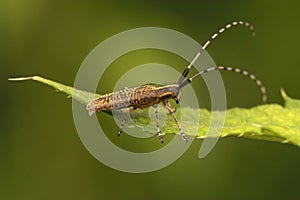 Closeup on the gracious golden-bloomed grey longhorn beetle, Agapanthia villosoviridescens