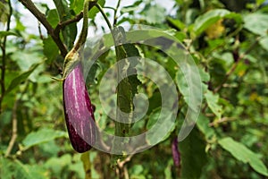 Closeup of a Graffiti eggplant, a purple and white striped ripening eggplant vegetable growing on a plant