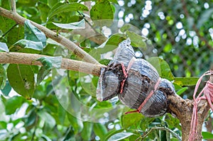 Closeup of graft on lime tree branch in the garden