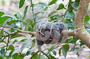 Closeup of graft on lime tree branch in the garden